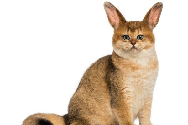 GMO-cat-with-rabbit-ears