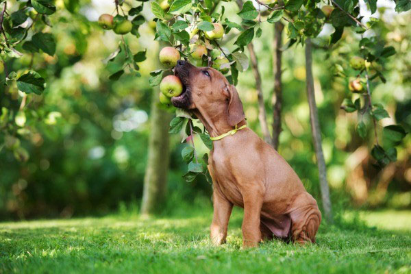frutas para perro