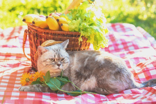 frutas-vegetales-gatos