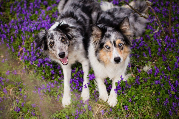violets-flowers-dogs-lymphatic-system