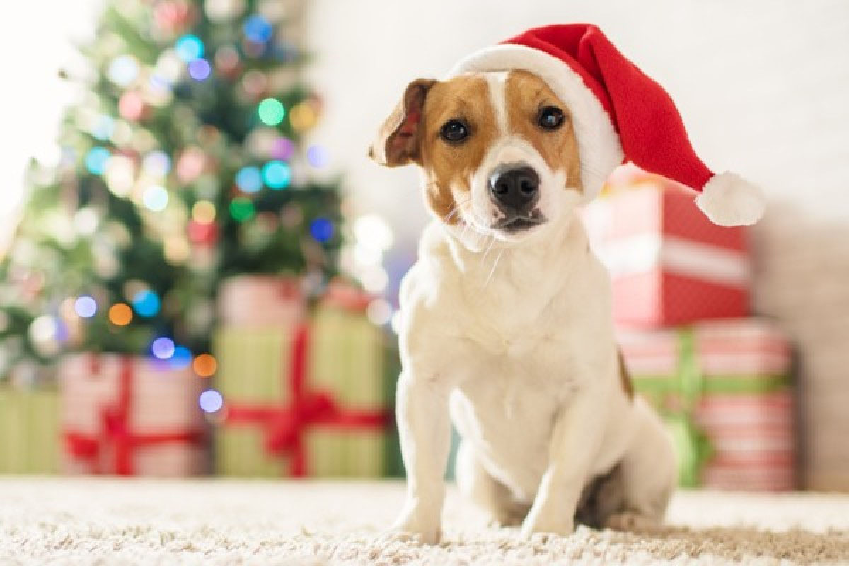 Nuevos consejos para cuidar a tu mascota en Navidad! - BARF, holisticos  animales | Gatos y perros viviendo juntos