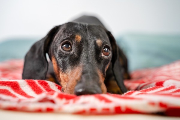 Signs of Pancreatic Problems in Cats & Dogs