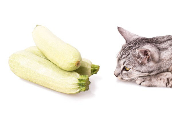 Dietas-vegetarianas-y-veganas-para-gatos