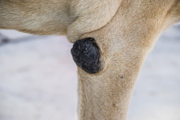 dog-elbow-calluses