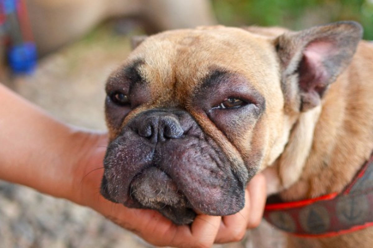 Enfermedades autoinmunes en perros - BARF, holisticos animales Gatos y perros viviendo juntos