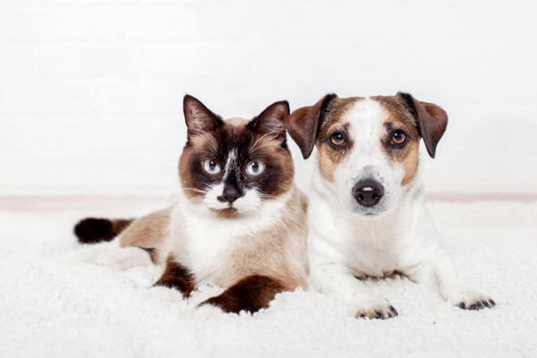 Salud sanguínea en gatos y perros